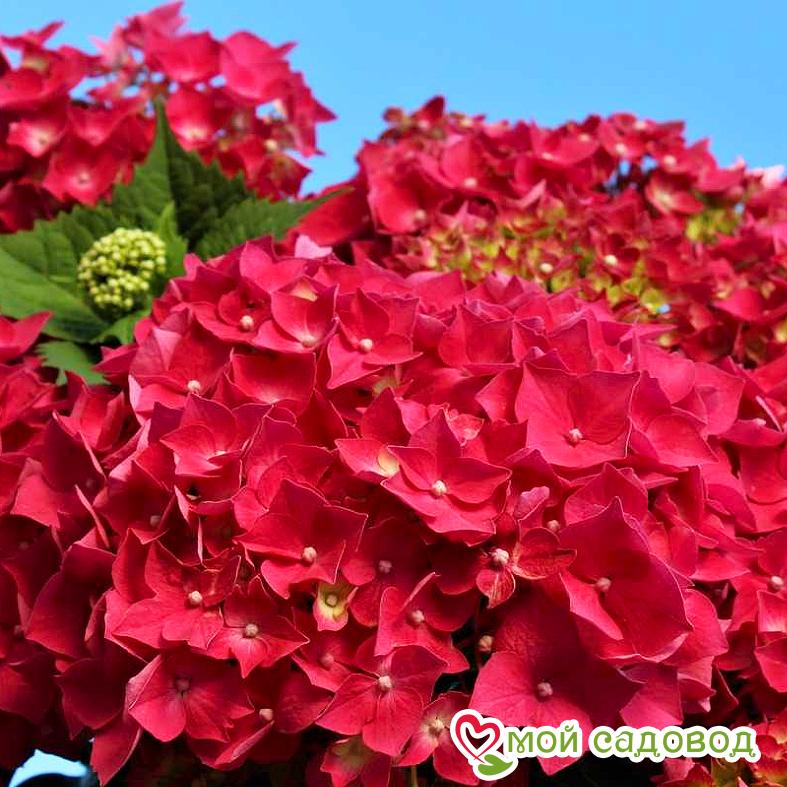 Гортензия крупнолистная Лёйхфейер ЗКС