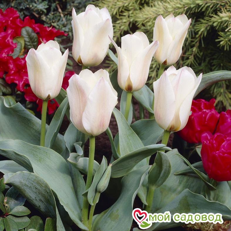 Тюльпан ботанический Альбион Стар