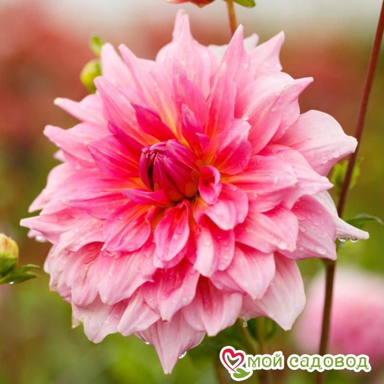 Георгина ОТТО ТРИЛЬ